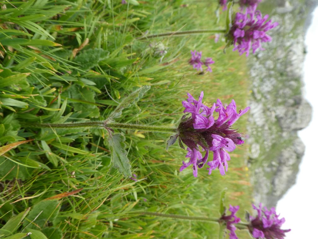 Stachys officinalis (=Betonica officinalis)